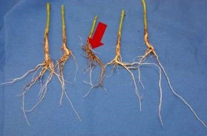 How To Separate Flooding Injury From Phytophthora Seedling And Stem Blight